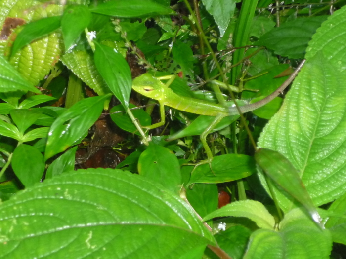 Lizard Sinharaja Sinharaja Regenwald