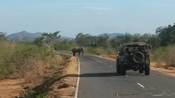 Elefant auf Straße Yala