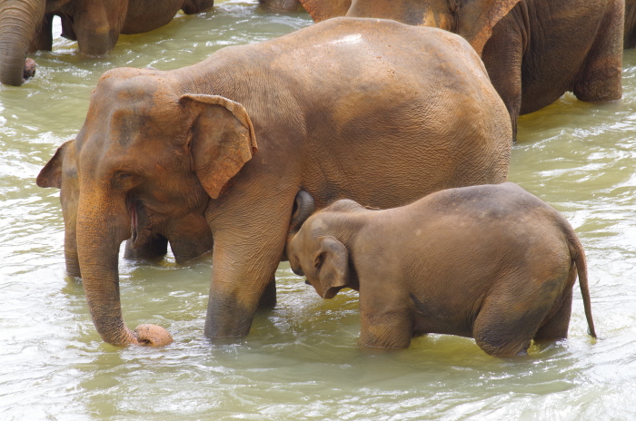 Elefanten Baby Elefanten Waisenhaus Pinnawela