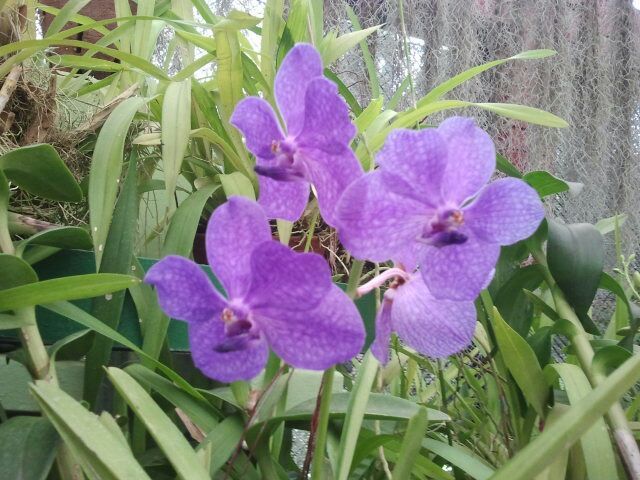 Wilde Orchideen Botanischer Garten Kandy