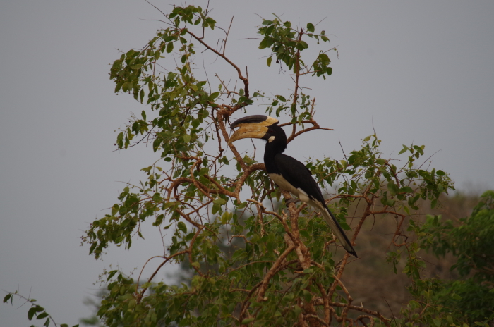 Tukan im Yala Nationalpark