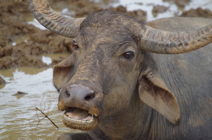 Wasserbüffel im Yala Nationalpark