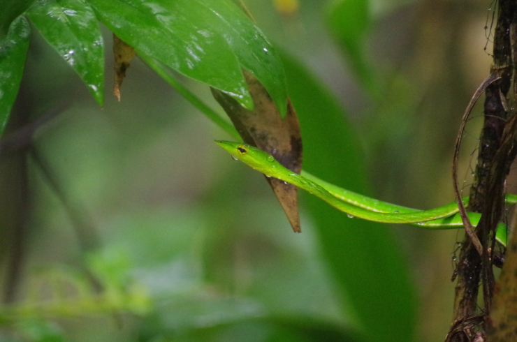 Schlange grün Sinharaja Regenwald